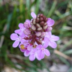 Stylidium armeria subsp. armeria at Deua National Park (CNM area) - 25 May 2024 11:01 AM