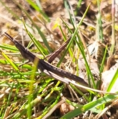 Keyacris scurra at QPRC LGA - suppressed