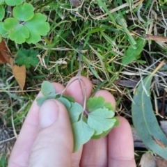 Aquilegia sp. at suppressed - 26 May 2024