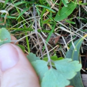 Aquilegia sp. at suppressed - 26 May 2024