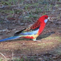 Platycercus elegans x eximius (hybrid) (Crimson x Eastern Rosella (hybrid)) at Symonston, ACT - 26 May 2024 by RodDeb