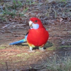 Platycercus elegans x eximius (hybrid) at Symonston, ACT - 26 May 2024 02:46 PM