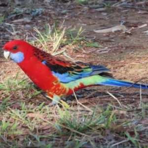 Platycercus elegans x eximius (hybrid) at Symonston, ACT - 26 May 2024 02:46 PM