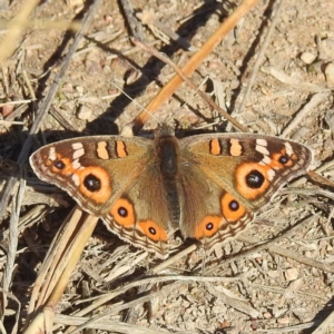 Junonia villida at Kambah, ACT - 26 May 2024