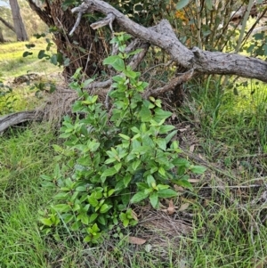 Viburnum tinus at The Pinnacle - 25 May 2024 02:49 PM