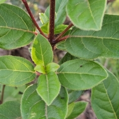 Viburnum tinus at The Pinnacle - 25 May 2024 02:49 PM