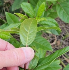 Viburnum tinus at The Pinnacle - 25 May 2024 02:49 PM