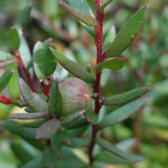 Persoonia asperula (Geebung) at QPRC LGA - 25 May 2024 by RobG1