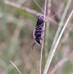 Lasioglossum (Chilalictus) lanarium (Halictid bee) at Mount Kembla, NSW - 16 Jan 2024 by PaperbarkNativeBees