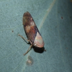 Brunotartessus fulvus at Sth Tablelands Ecosystem Park - 25 May 2024