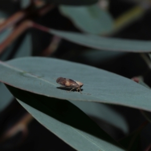 Brunotartessus fulvus at Sth Tablelands Ecosystem Park - 25 May 2024