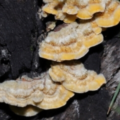 Stereum hirsutum at Gibraltar Pines - 26 May 2024 11:52 AM