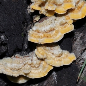 Stereum hirsutum at Gibraltar Pines - 26 May 2024 11:52 AM