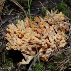 Ramaria sp. at Gibraltar Pines - 26 May 2024