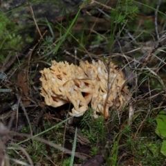 Ramaria sp. at Gibraltar Pines - 26 May 2024