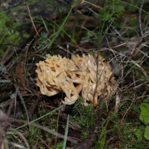 Ramaria sp. at Gibraltar Pines - 26 May 2024