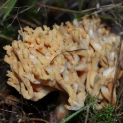 Ramaria sp. at Gibraltar Pines - 26 May 2024