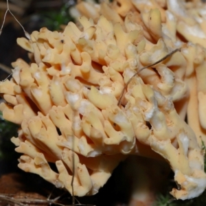 Ramaria sp. at Gibraltar Pines - 26 May 2024