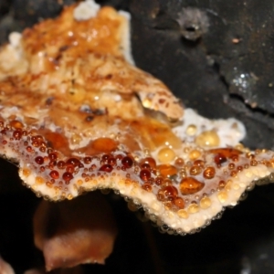 zz Polypore (shelf/hoof-like) at Gibraltar Pines - 26 May 2024 11:48 AM