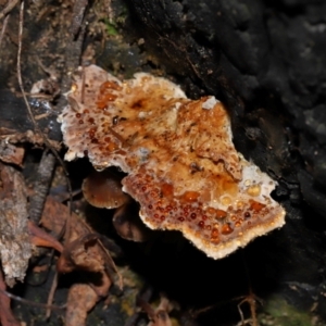 zz Polypore (shelf/hoof-like) at Gibraltar Pines - 26 May 2024 11:48 AM