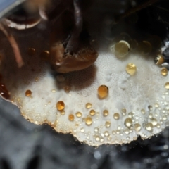 zz Polypore (shelf/hoof-like) at Gibraltar Pines - 26 May 2024 11:48 AM