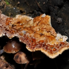 zz Polypore (shelf/hoof-like) at Gibraltar Pines - 26 May 2024 11:48 AM