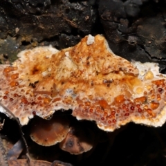 zz Polypore (shelf/hoof-like) at Gibraltar Pines - 26 May 2024 11:48 AM