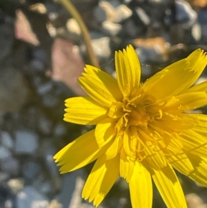 Hypochaeris radicata at Tarago, NSW - 22 May 2024