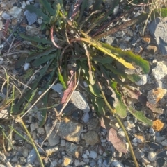 Hypochaeris radicata at Tarago, NSW - 22 May 2024