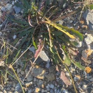 Hypochaeris radicata at Tarago, NSW - 22 May 2024