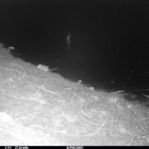 Rattus rattus at QPRC LGA - suppressed