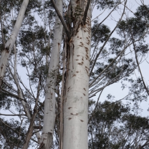 Eucalyptus fraxinoides at QPRC LGA - 25 May 2024