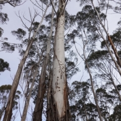 Eucalyptus fraxinoides at QPRC LGA - 25 May 2024