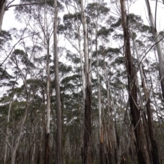 Eucalyptus fraxinoides at QPRC LGA - 25 May 2024