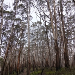 Eucalyptus fraxinoides at QPRC LGA - 25 May 2024