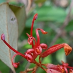 Grevillea oxyantha subsp. oxyantha (Kybean Grevillea) at Deua National Park (CNM area) - 25 May 2024 by RobG1