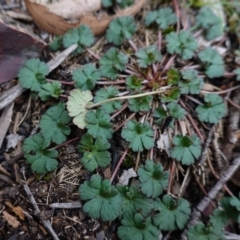 Geranium sp. at Deua National Park (CNM area) - 25 May 2024