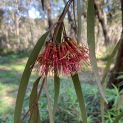 Amyema pendula subsp. pendula (Drooping Mistletoe) at Wingecarribee Local Government Area - 23 May 2024 by AJB