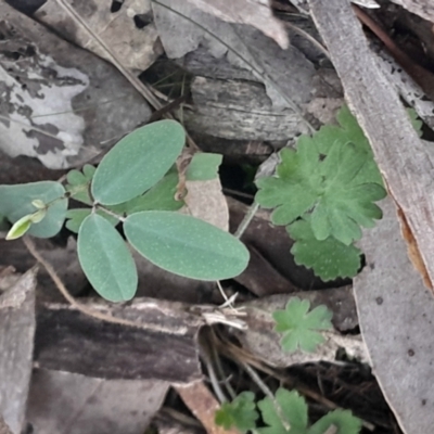 Indigofera australis subsp. australis (Australian Indigo) at Black Mountain - 26 May 2024 by Venture