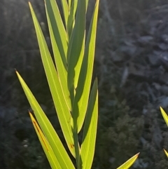 Stypandra glauca (Nodding Blue Lily) at Black Mountain - 26 May 2024 by Venture