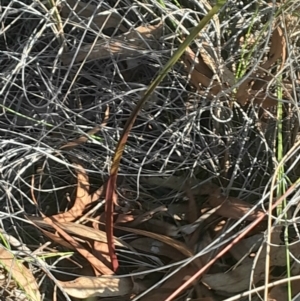 Thelymitra (Genus) at Black Mountain - suppressed