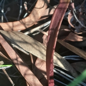 Thelymitra (Genus) at Black Mountain - suppressed
