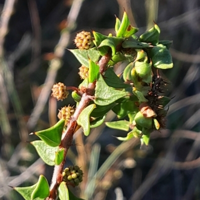 Acacia gunnii (Ploughshare Wattle) at Black Mountain - 26 May 2024 by Venture