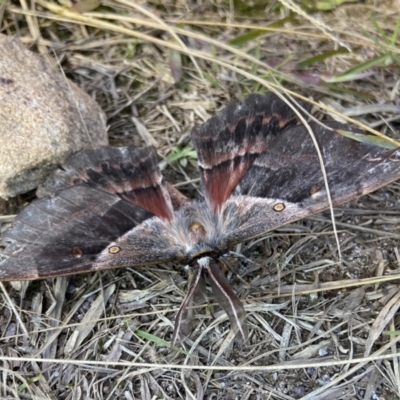 Chelepteryx chalepteryx (White-stemmed Wattle Moth) at Barren Grounds Nature Reserve - 22 May 2024 by AJB