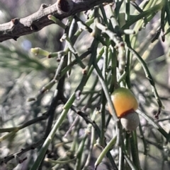 Exocarpos cupressiformis (Cherry Ballart) at Black Mountain - 26 May 2024 by Venture