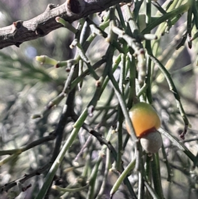 Exocarpos cupressiformis (Cherry Ballart) at Black Mountain - 26 May 2024 by Venture