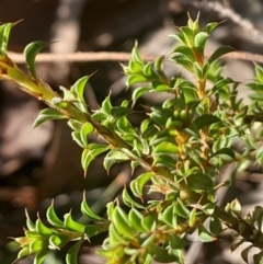 Pultenaea procumbens (Bush Pea) at Point 5204 - 26 May 2024 by Venture