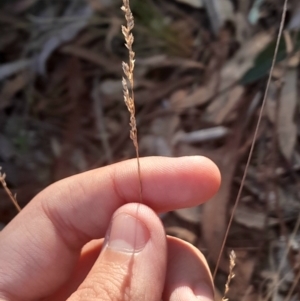 Poa sieberiana at Black Mountain - 26 May 2024