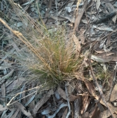 Poa sieberiana at Black Mountain - 26 May 2024