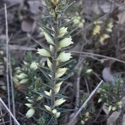 Melichrus urceolatus (Urn Heath) at Black Mountain - 26 May 2024 by Venture